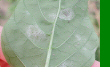 Leveillula taurica